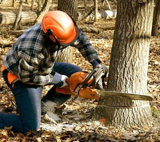 Tree Removal in Farnham, NY